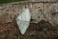 Pseudoterpna pruinata