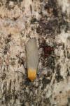 Lithosia quadra