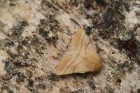 Malacosoma neustria