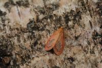 Miltochrista miniata