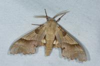 Marumba quercus