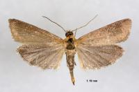 Eurhodope cirrigerella