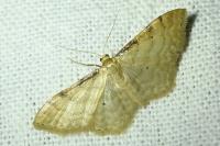 Idaea fuscovenosa