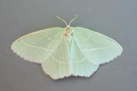 Hemistola chrysoprasaria