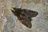 Peridea anceps