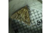 Apamea monoglypha monoglypha
