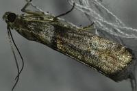 Acrobasis