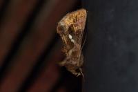 Chrysodeixis chalcites