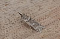 Eudonia angustea