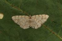 Aethalura punctulata