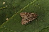 Lacanobia thalassina