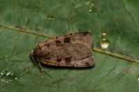 Xestia triangulum