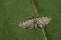 Pasiphila debiliata