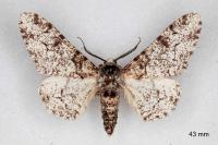 Biston betularia