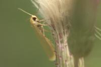Indalia pygmaeola pallifrons