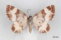Spargania luctuata