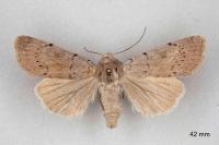 Xestia ashworthii candelarum
