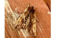 Lithophane semibrunnea