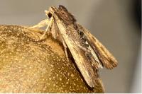 Lithophane semibrunnea