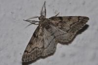 Tephronia sepiaria