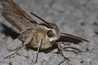 Hyles livornica
