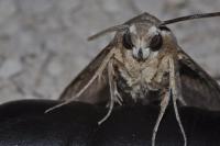 Hyles livornica