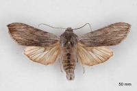 Cucullia lucifuga