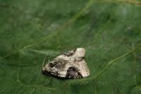 Pseudeustrotia candidula