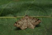 Macaria signaria