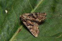 Lacanobia thalassina