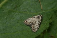 Meganola strigula