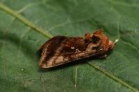 Autographa jota