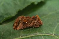 Autographa pulchrina