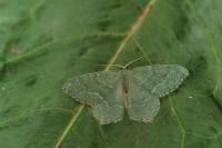 Hemithea aestivaria