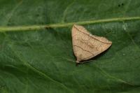 Herminia grisealis