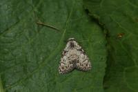 Meganola strigula