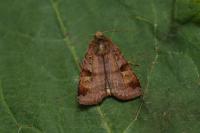 Diarsia brunnea