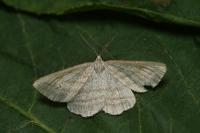 Perconia strigillaria