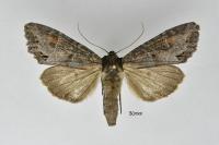 Polia bombycina