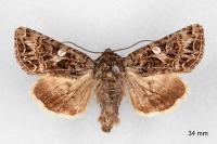 Anarta odontites