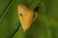 Rivula sericealis