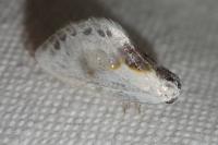 Cilix glaucata