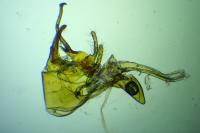 Cilix glaucata