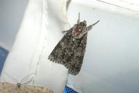 Acronicta auricoma
