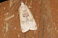 Epilecta linogrisea