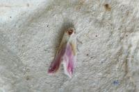 Eublemma purpurina