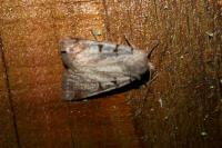 Eugnorisma glareosa