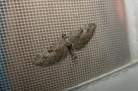 Eupithecia ericeata
