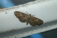 Eupithecia ericeata