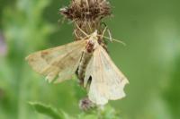 Scotopteryx chenopodiata